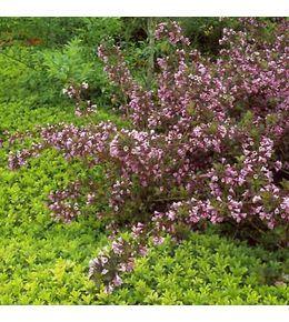 Weigela florida 'foliis purpureis' pot de 2l/3l