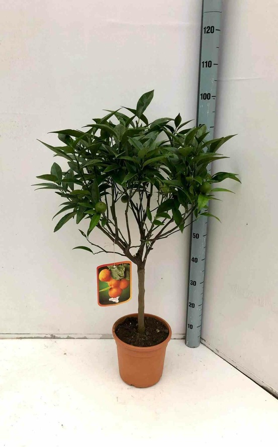 Citrus clementina var.ortanique (fruit sucré très juteux, belle production) pot de 9 litres -140/160 cm