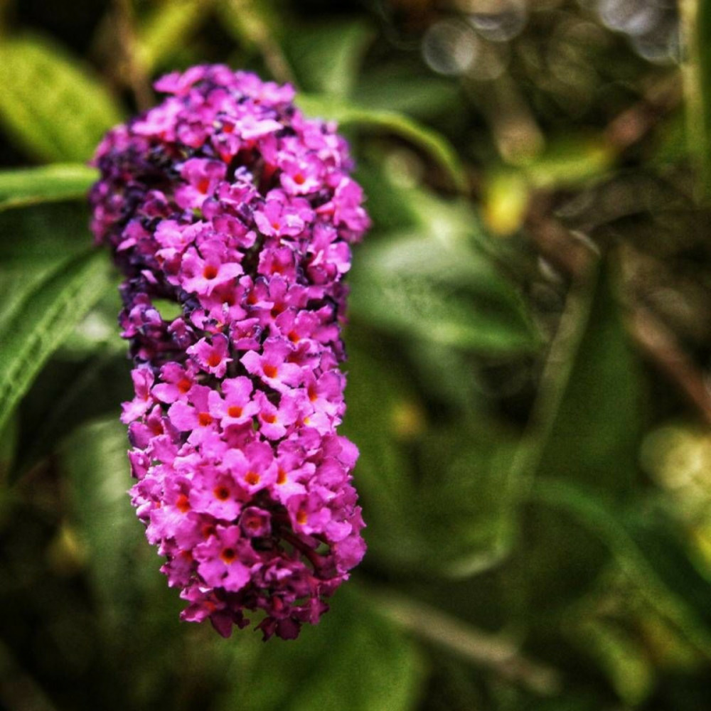 Arbre aux papillons buzz™ magenta, buddleia pot de 3l - 20/40 cm