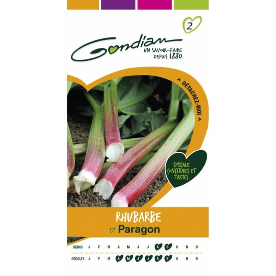 Rhubarbe paragon