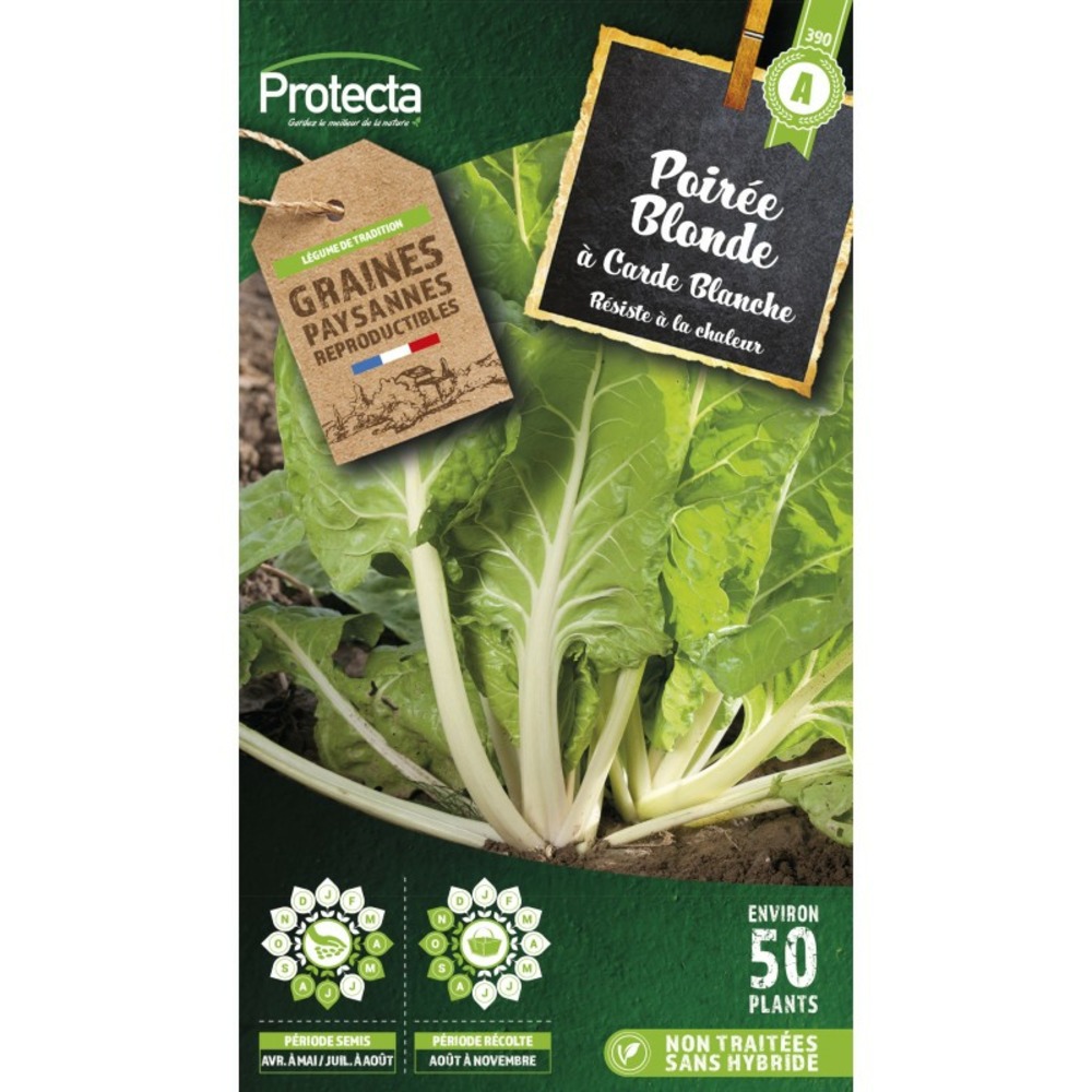 Graines paysannes - poirée blonde à carde blanche 2