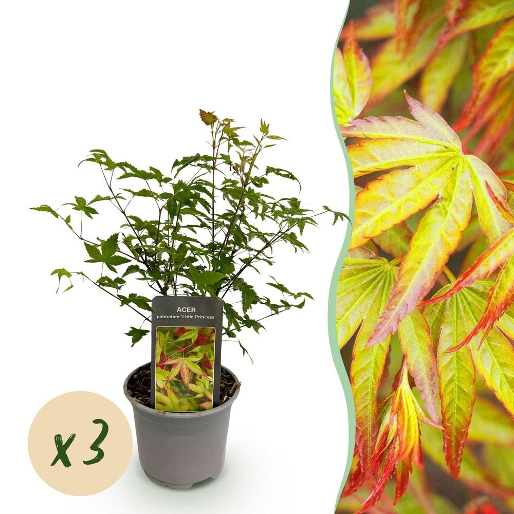 Érable du japon 'little princess' - lot de 3 - pot 12 cm - hauteur 35 cm