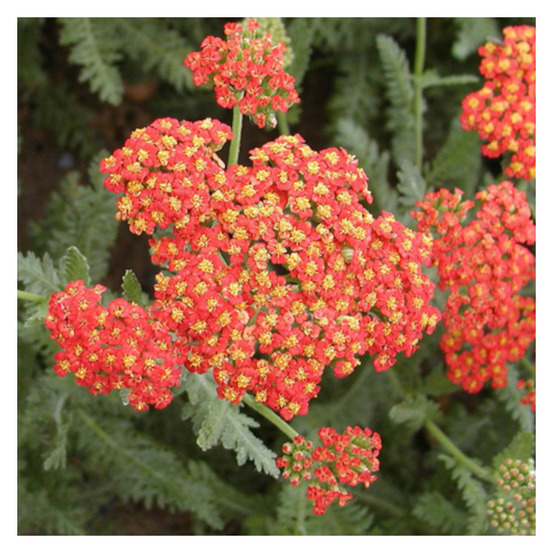 Achillée safran lot de 5 godets