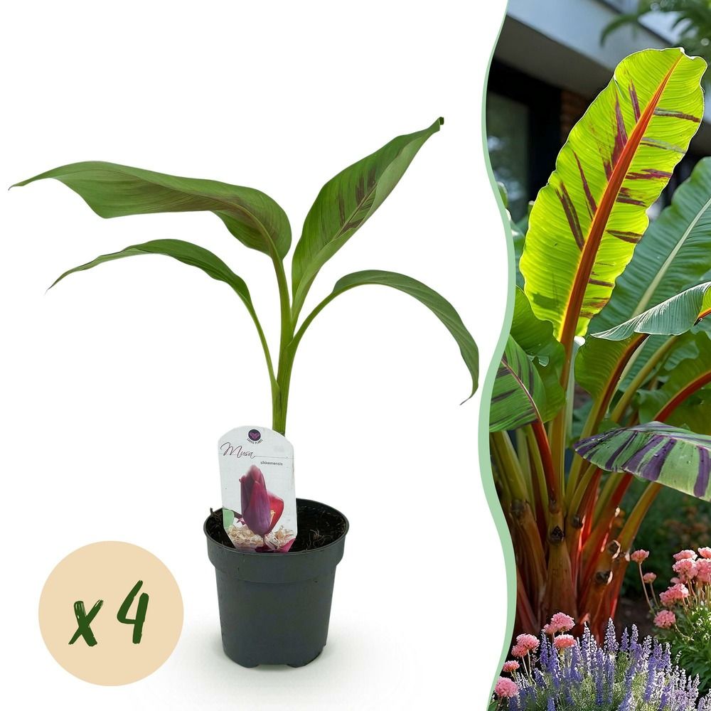 Bananier 'red tiger' - lot de 4 - pot 12 cm - hauteur 30 cm