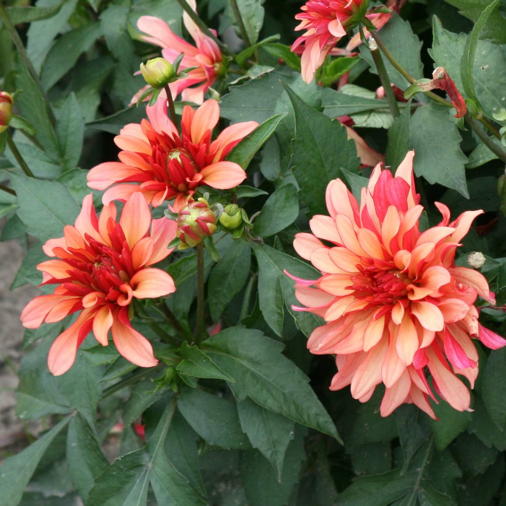 Dahlia nain double 'gallery art deco' bulbe calibre i (par 3)