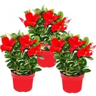 Dipladenia - jasmin du chili - pot 9cm - set de 3 plantes - rouge