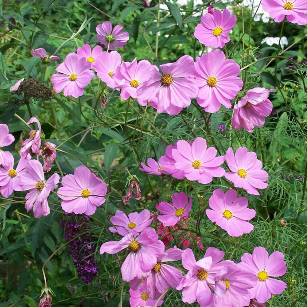 Cosmos 'flamingo' bulbe calibre i