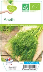Aneth officinale -plante ab pot 1l - plant d'aromatique du jardin