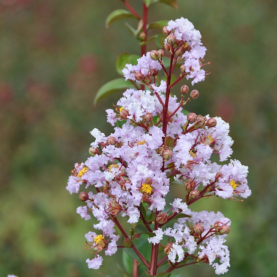 Lilas des indes camaieu d ete® 'indycam' pot de 4l/5l