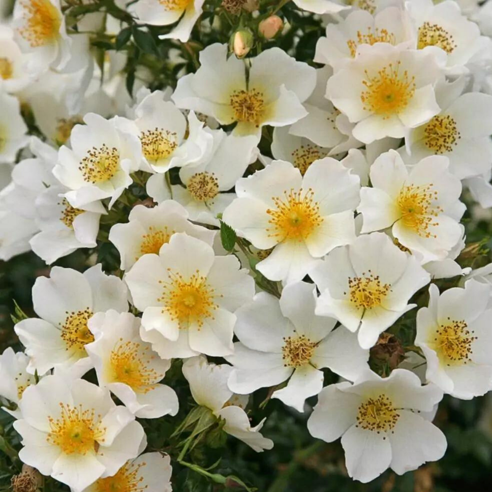 Rosier blanc couvre-sol sonnenroschen bicolore blanc - racines nues