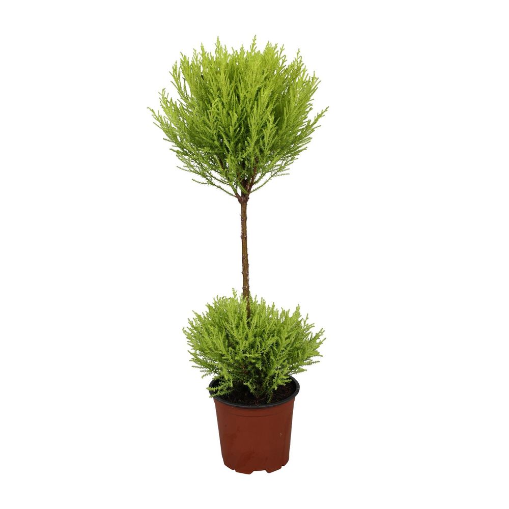 Cupressus goldcrest wilma - ø14cm - ↕60cm - plantes d'intérieur