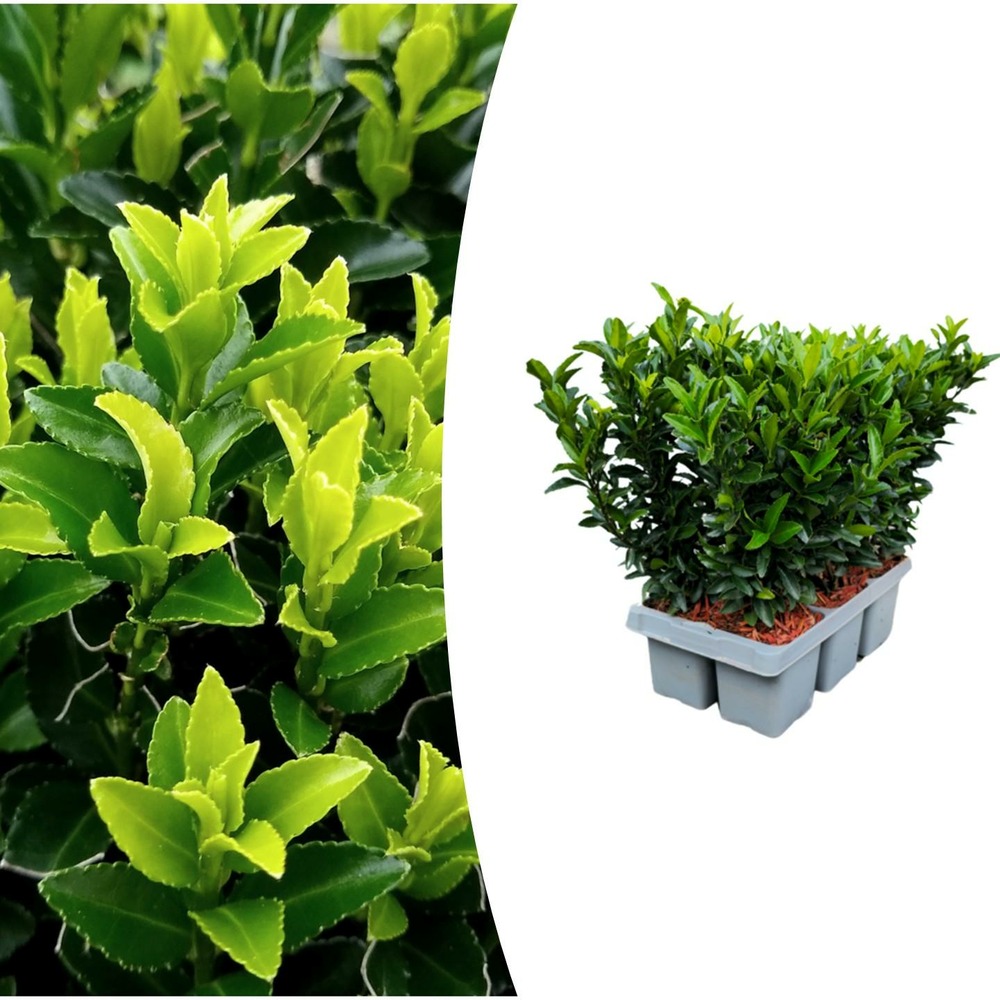 6 pack euonymus 'vert spire' - h15 cm - ø7 cm