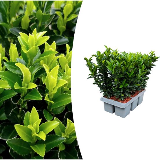 6 pack euonymus 'vert spire' - h15 cm - ø7 cm