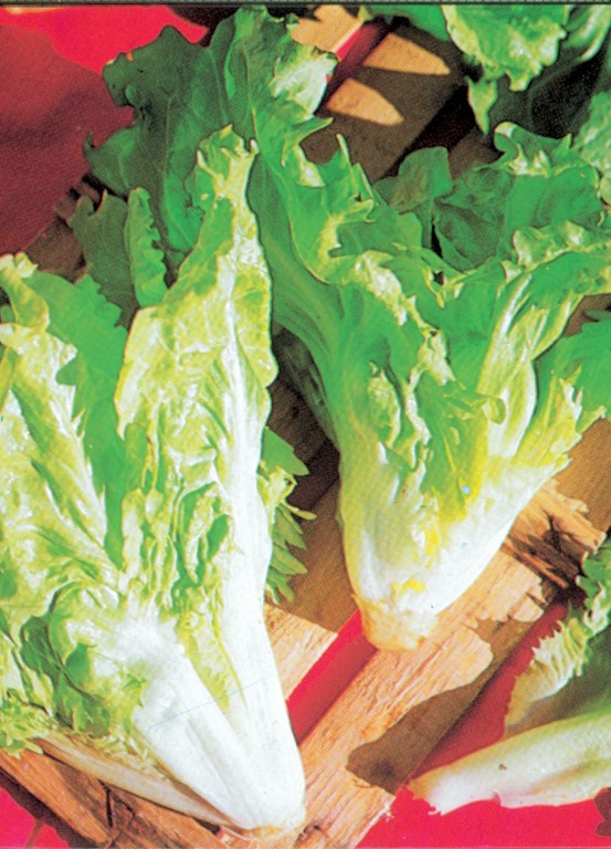 Chicoree scarole cornet d anjou - 3 g