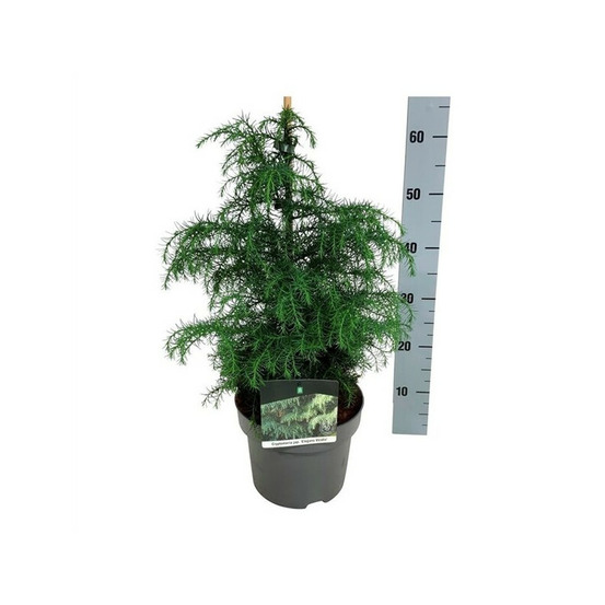 Cryptoméria du japon elegans viridis - cryptomeria japonica elegans viridis 30/35cm pot 5l