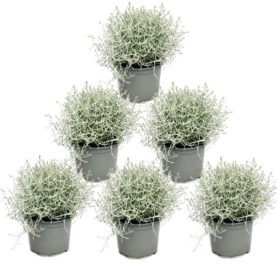 Plante en fil de fer barbelé - fil d'argent - calocephalus brownii - set de 6 plantes - pot 12cm