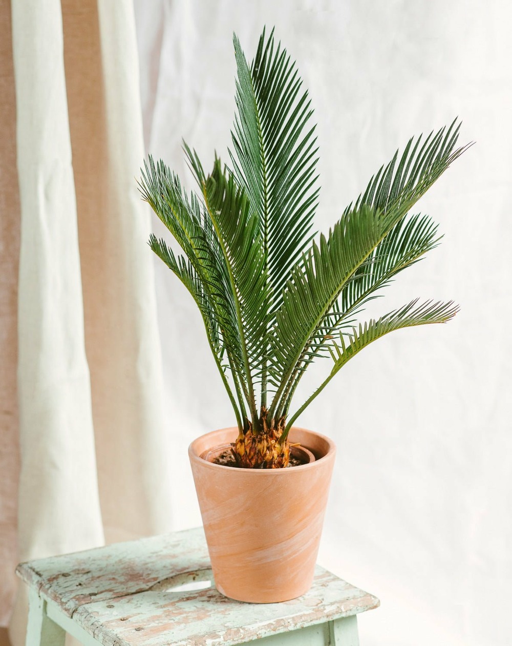 Cycas revoluta