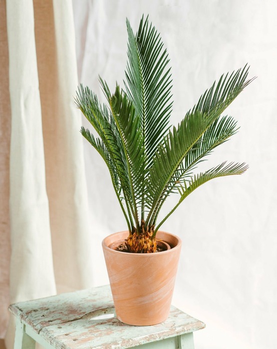 Cycas revoluta