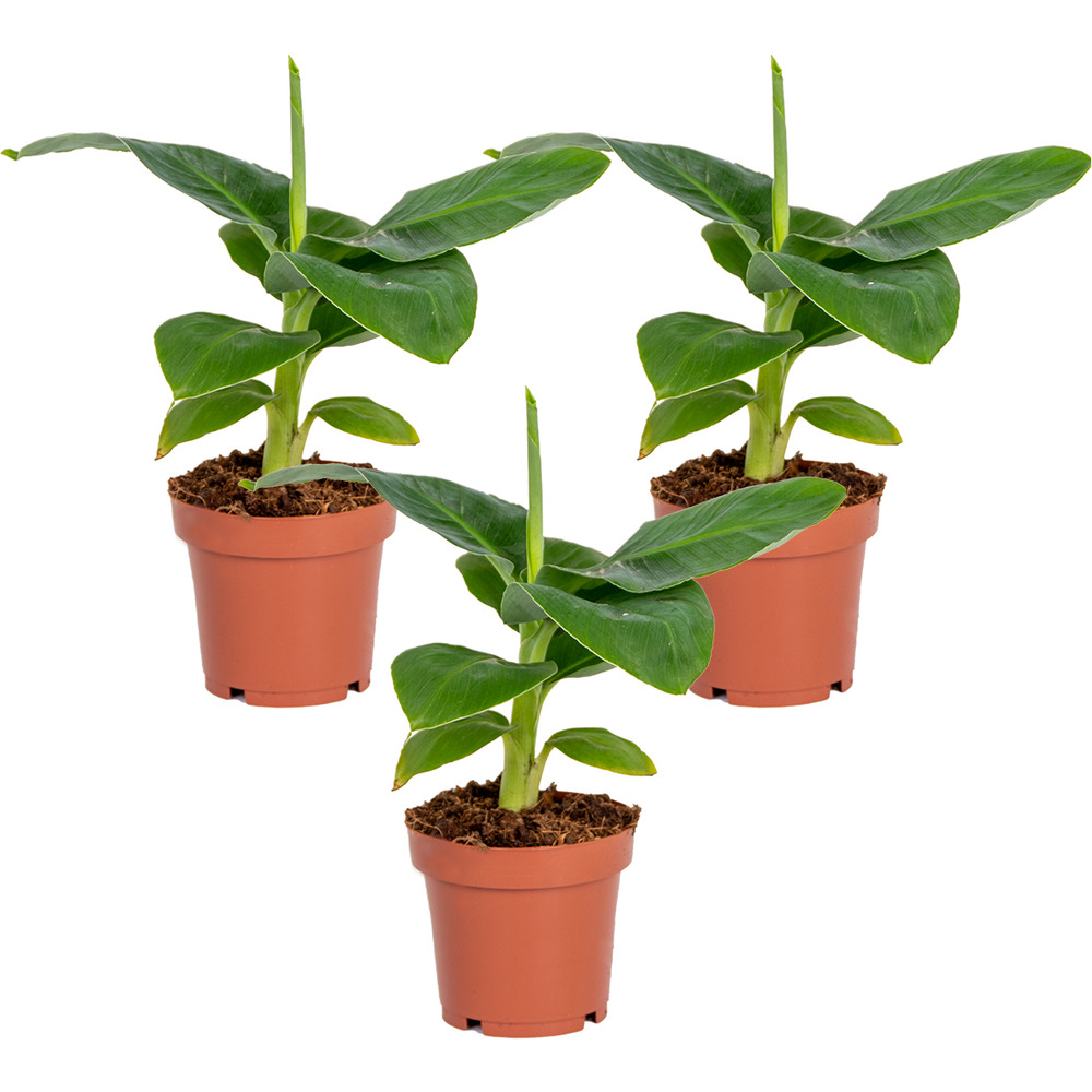 Lot de 3 - musa dwarf cavendish - bananier nain - plantes d’intérieur - 20-30 cm de haut - pot 12 cm