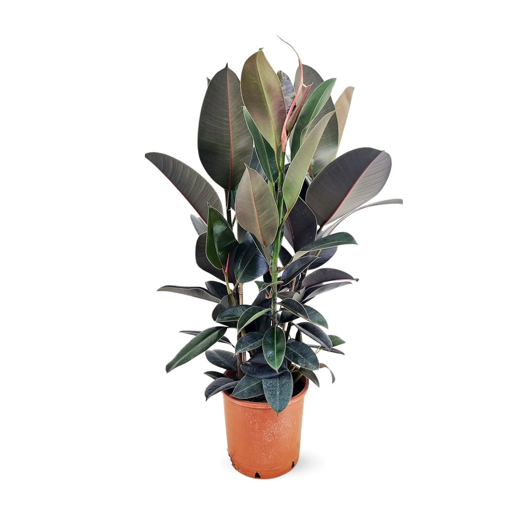 Ficus elastica abidjan - plante caoutchouc - ↕ 70-80 cm - ⌀ 24 cm - plante d'intérieur