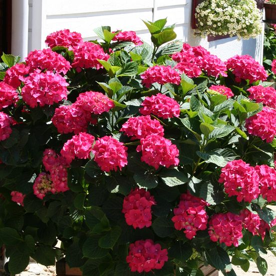Hortensia 'king george vii' pot de 7,5l/10l