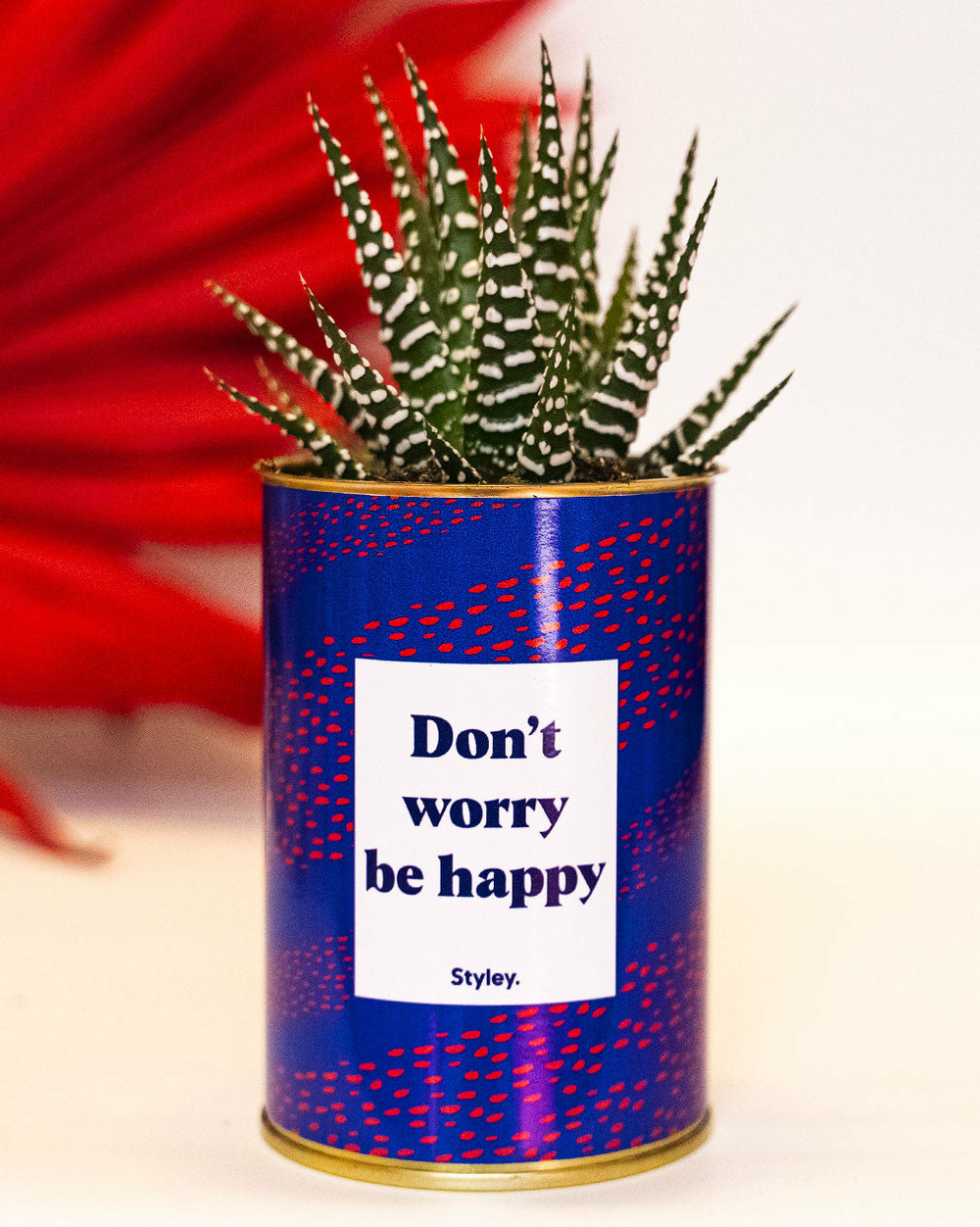 Idée cadeau - don't worry be happy - cactus