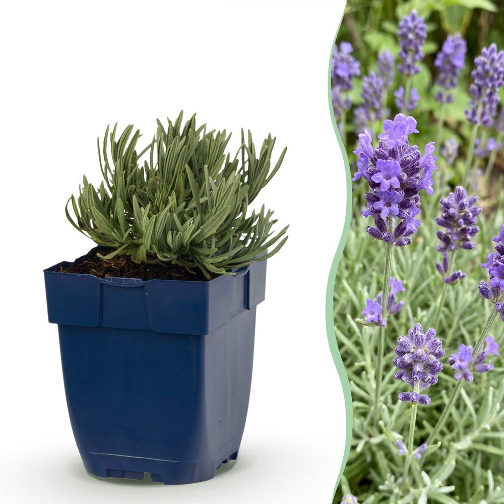 Lavande 'dwarf blue' - lot de 12 - pot 11 cm - hauteur 25 cm