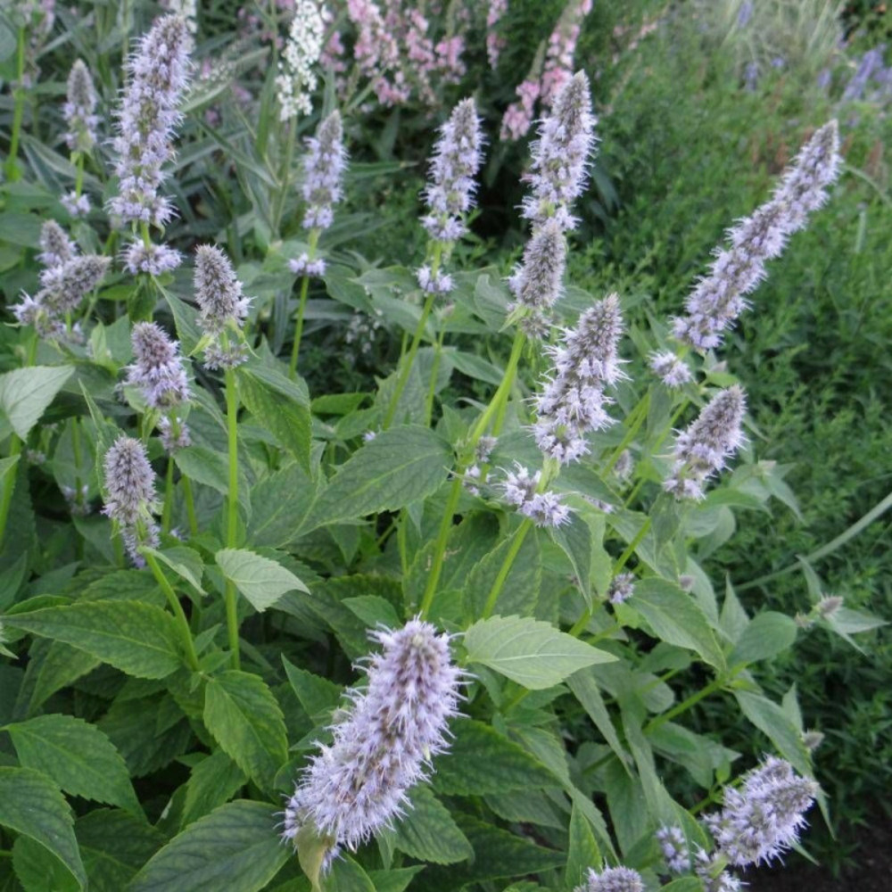 Agastache blue fortune godet - 5/20 cm