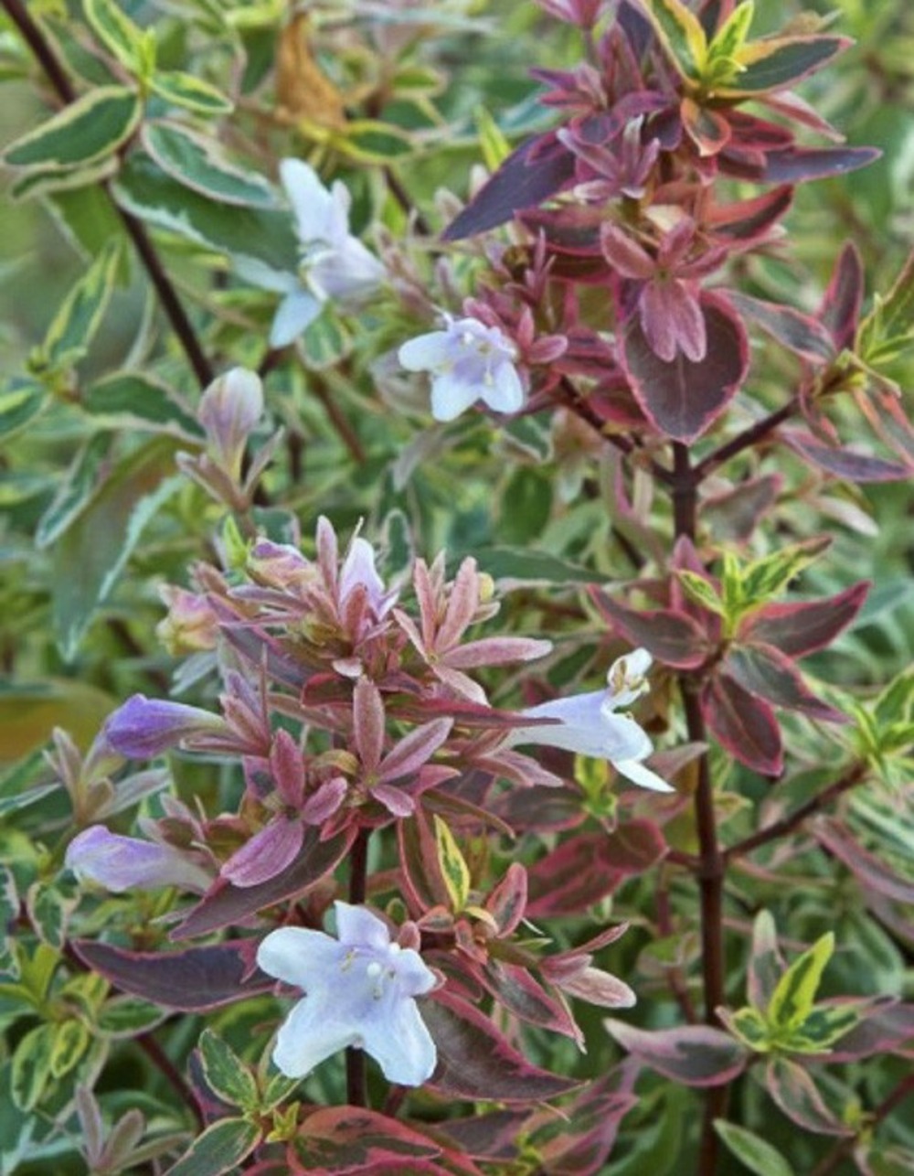 Abélia à grandes fleurs 'sparkling silver' pot de 2l/3l