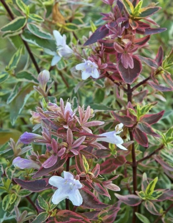 Abélia à grandes fleurs 'sparkling silver' pot de 2l/3l