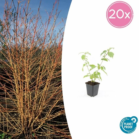 Cornouiller sanguin 'anny's winter orange' x20 – entre 1,25 et 1,67m2