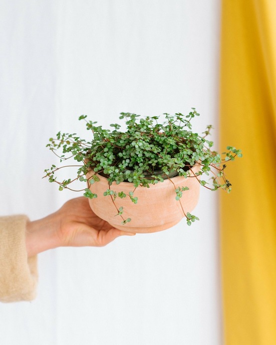 Pilea glauca grezy 15cm - plante d'intérieur