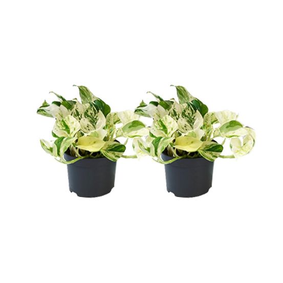 Lot de 2 - epipremnum happy leaf - ø12 cm