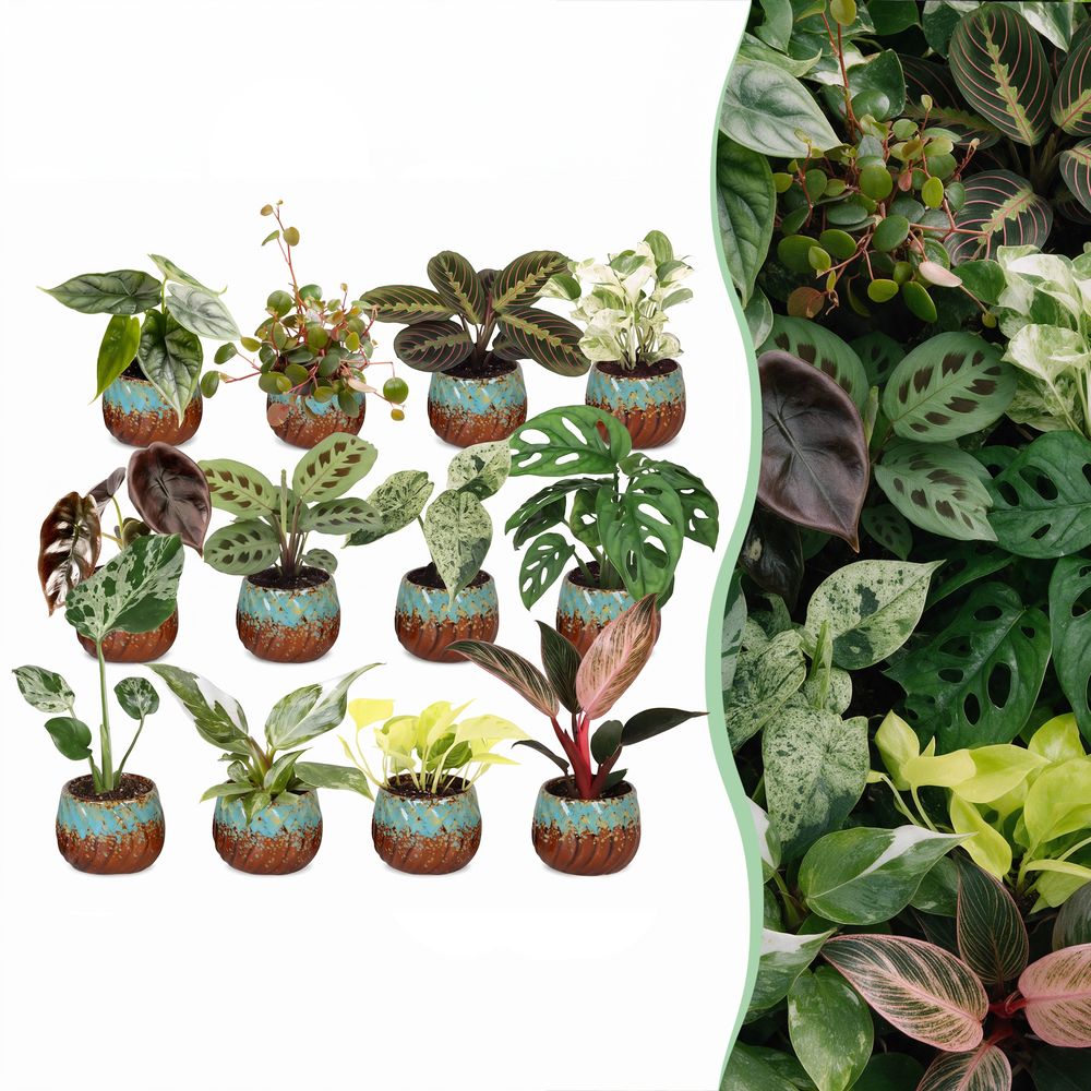 Box surprise baby plantes tropicales - lot de 12 mini plantes avec cache-pots cuivre - pot ø6 cm