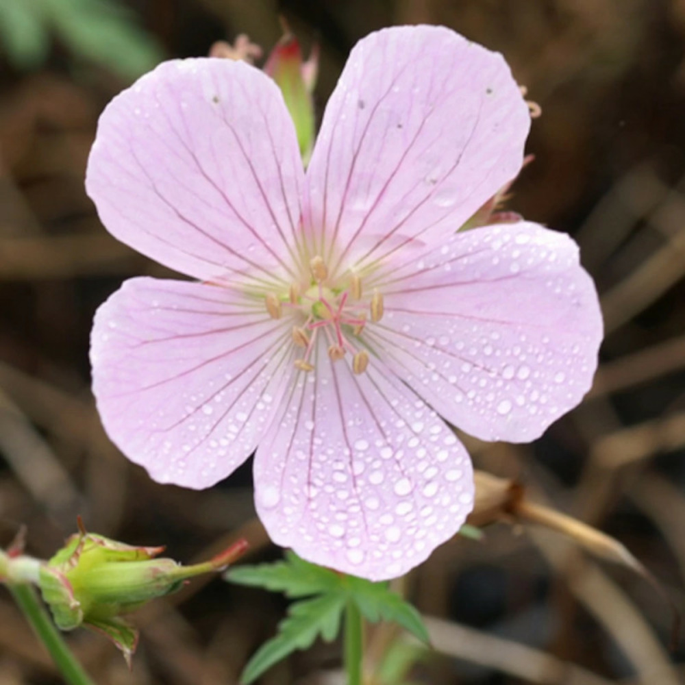 Géranium vivace kashmir pink lot de 3 godets
