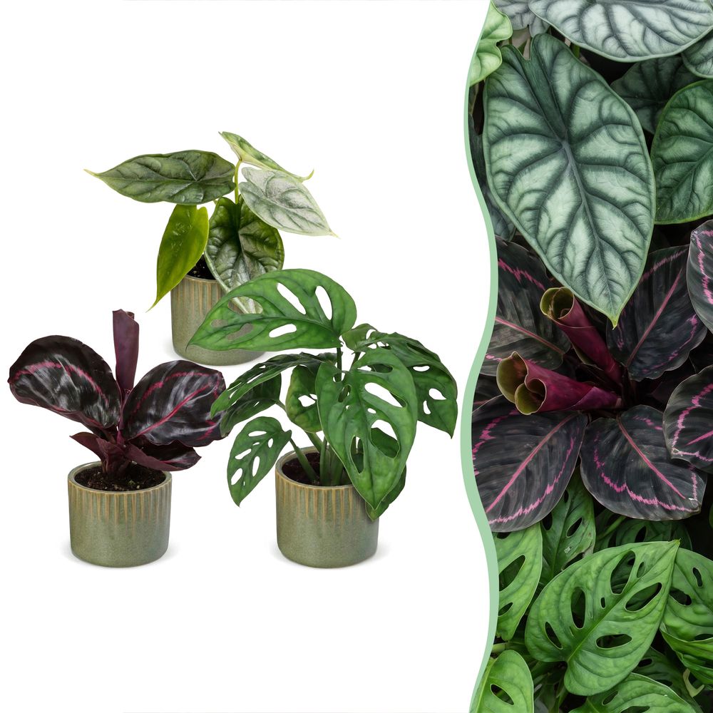 Baby jungle avec cache-pots linnea olive - alocasia, calathea et monstera - lot de 3 - pot ø6 cm