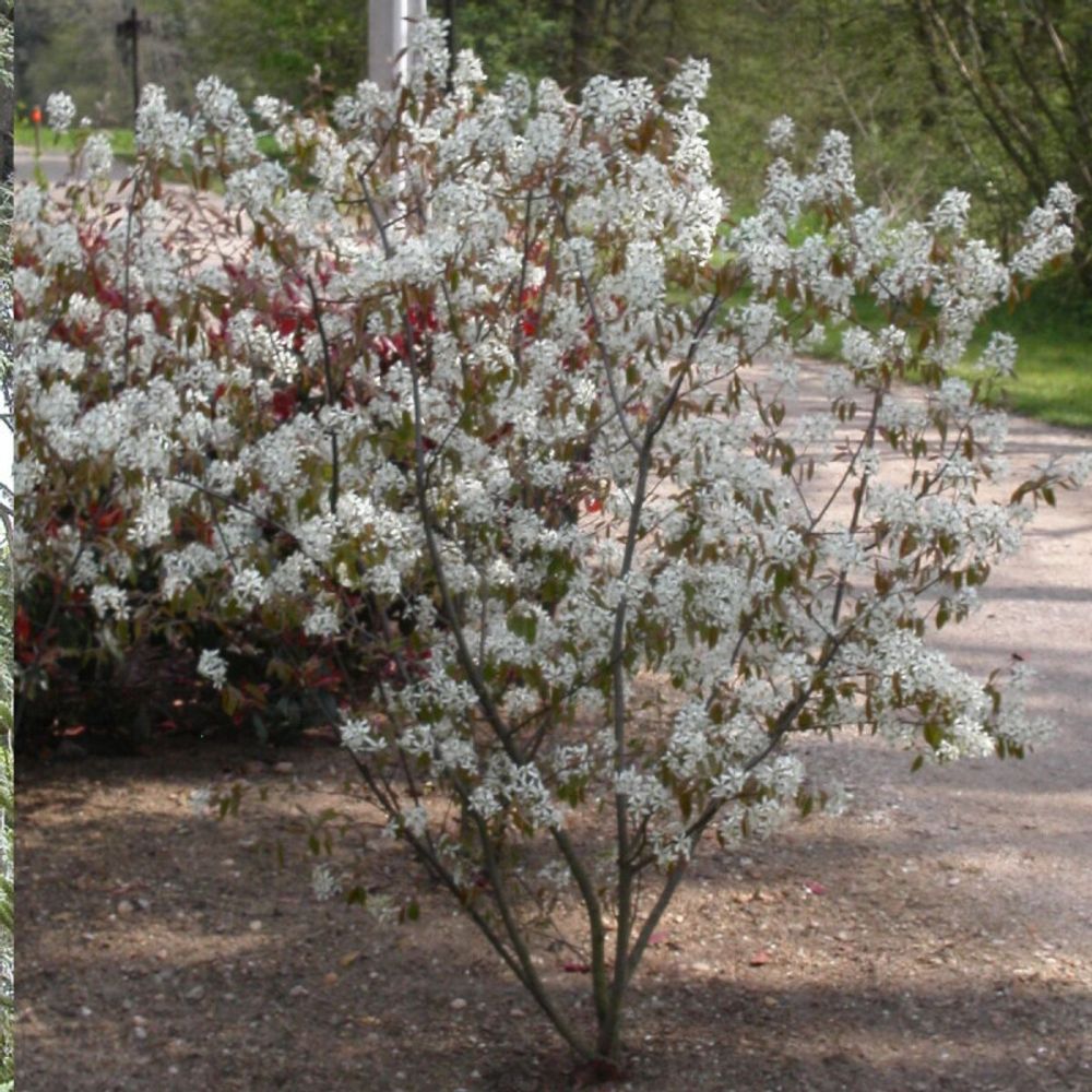 Amélanchier du canada, amelanchier canadensis pot de 3l - 20/40 cm