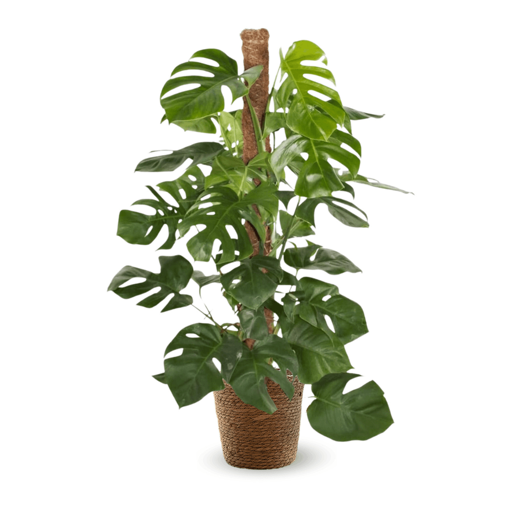 Palmier artificiel - Plantes d'intérieur Artificielles