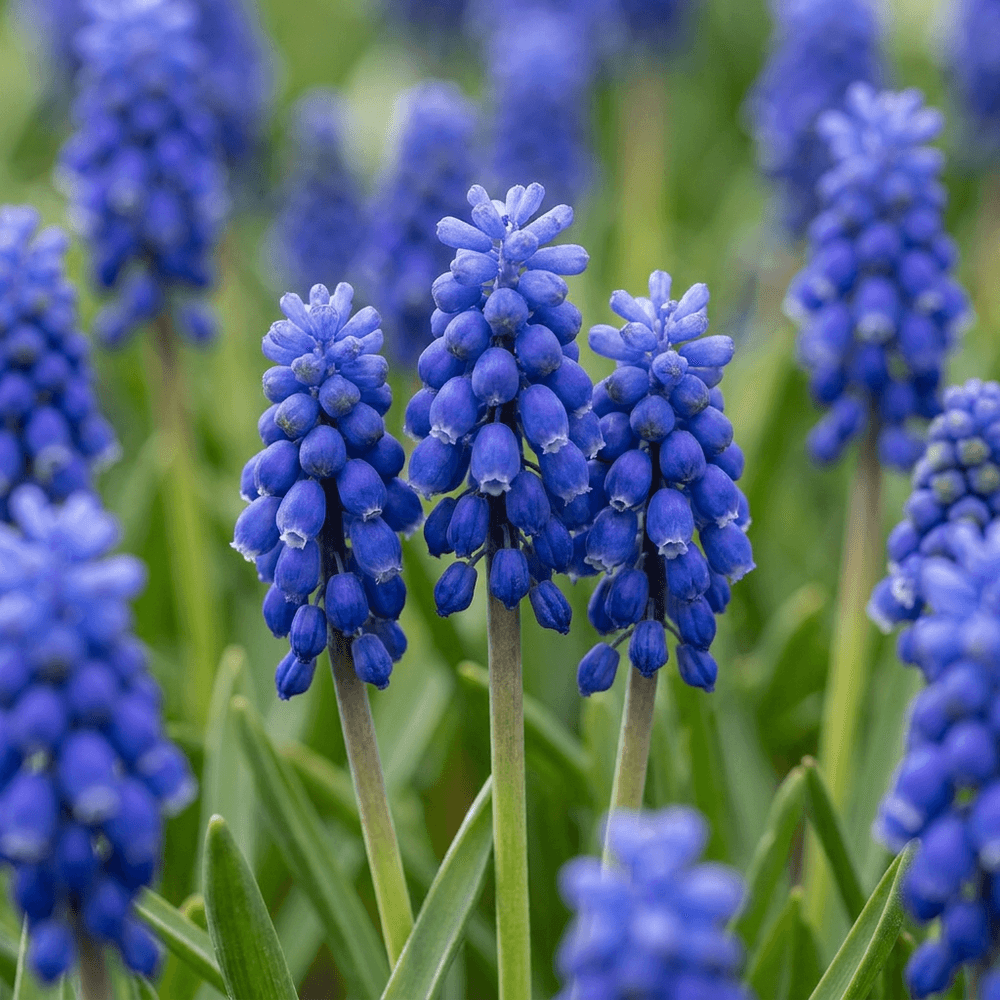 Muscari d'arménie (muscari) - calibre 7/8 - 200 bulbes