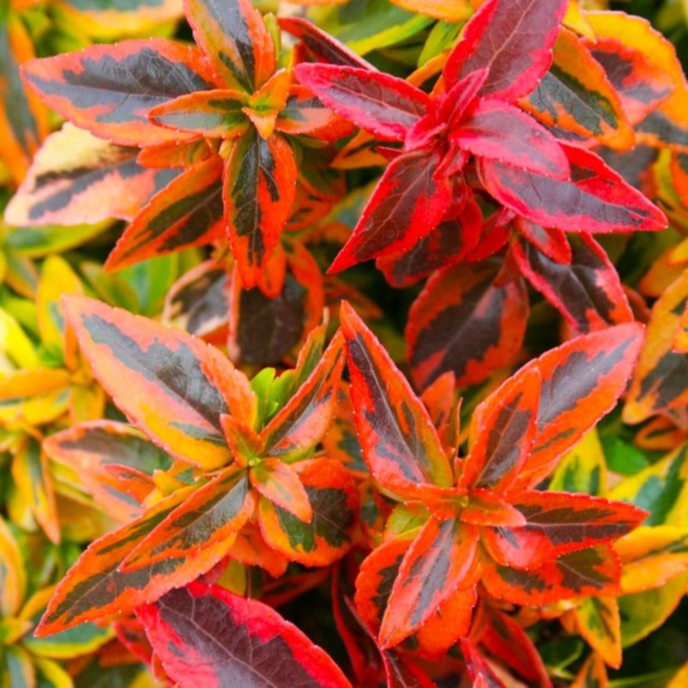 Abélia x grandiflora 'kaleidoscope' (abelia x grandiflora 'kaleidoscope')