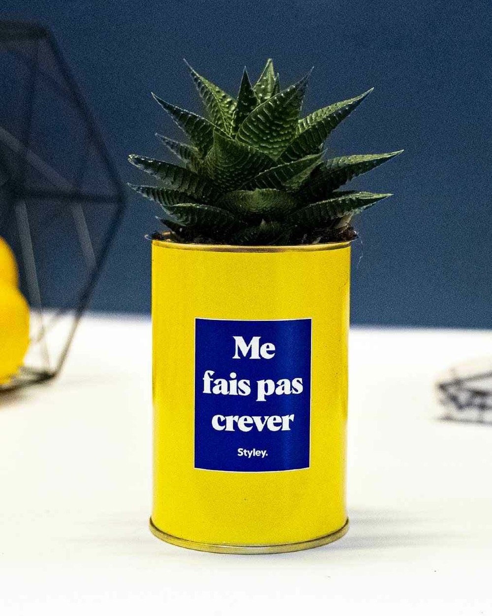 Plante drôle - me fais pas crever - cactus
