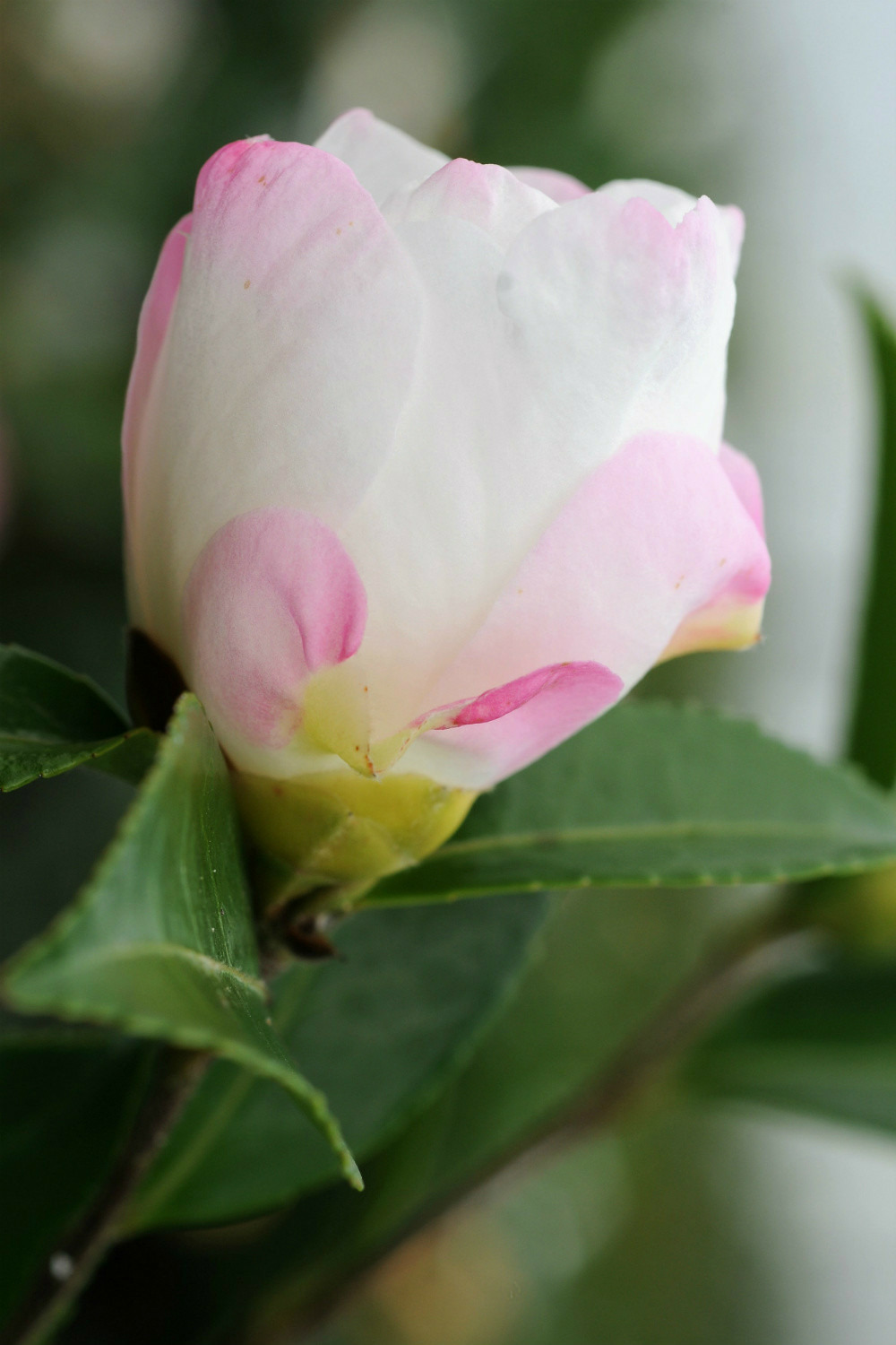 Camélia 'venessa' - en pot de 4 litres