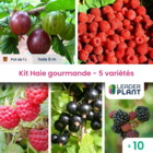 Kit haie gourmande 5 variétés - lot de 10 plants en pot de 1 l