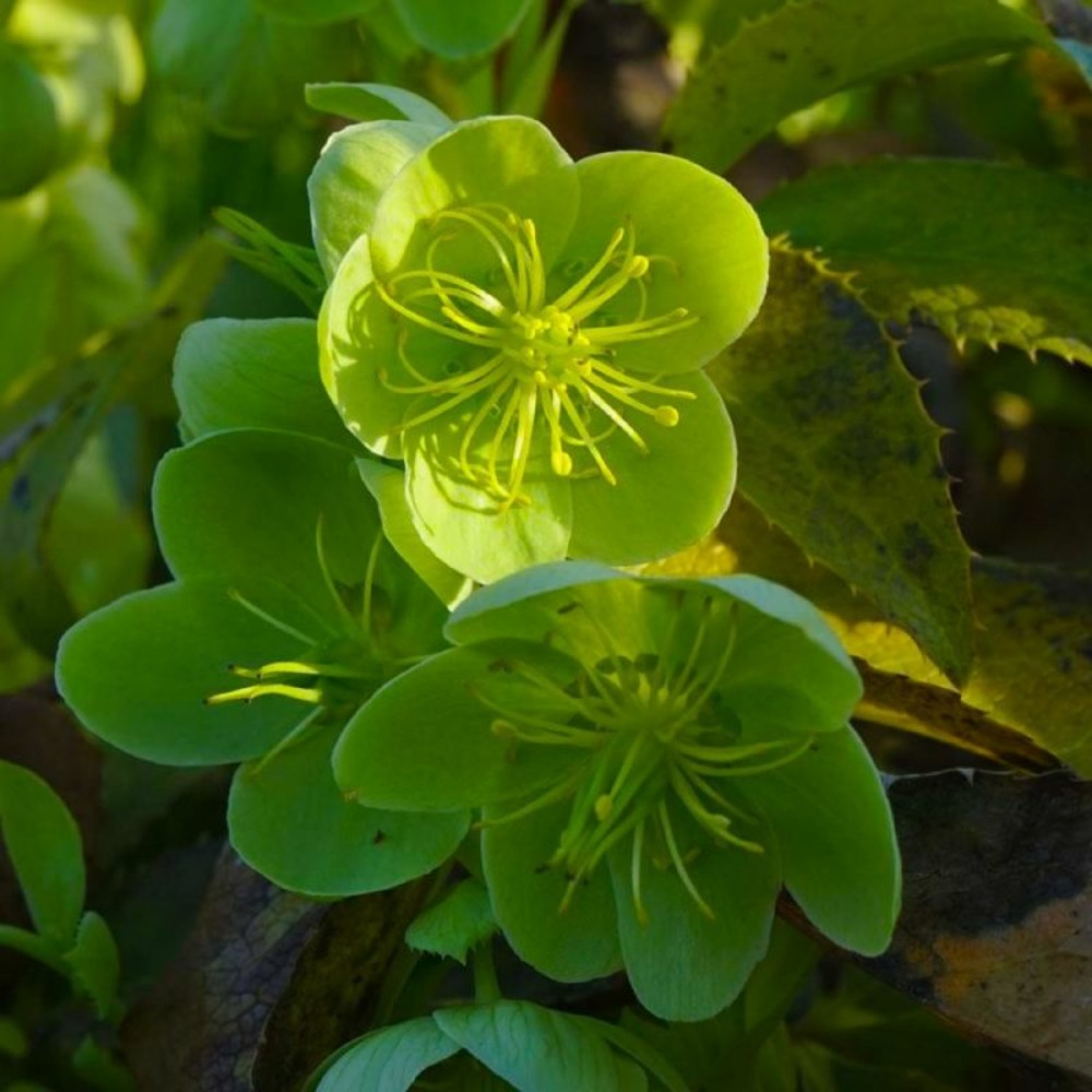 2 Hellébores de Stern (Helleborus 'Sternii…