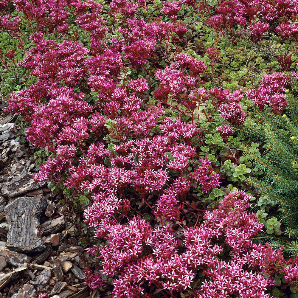 Sedum spurium schorbuser - le pot / ø 9cm