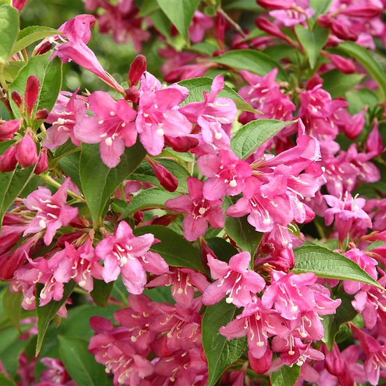 Weigela nain 'minuet' godet de 8/9 cm