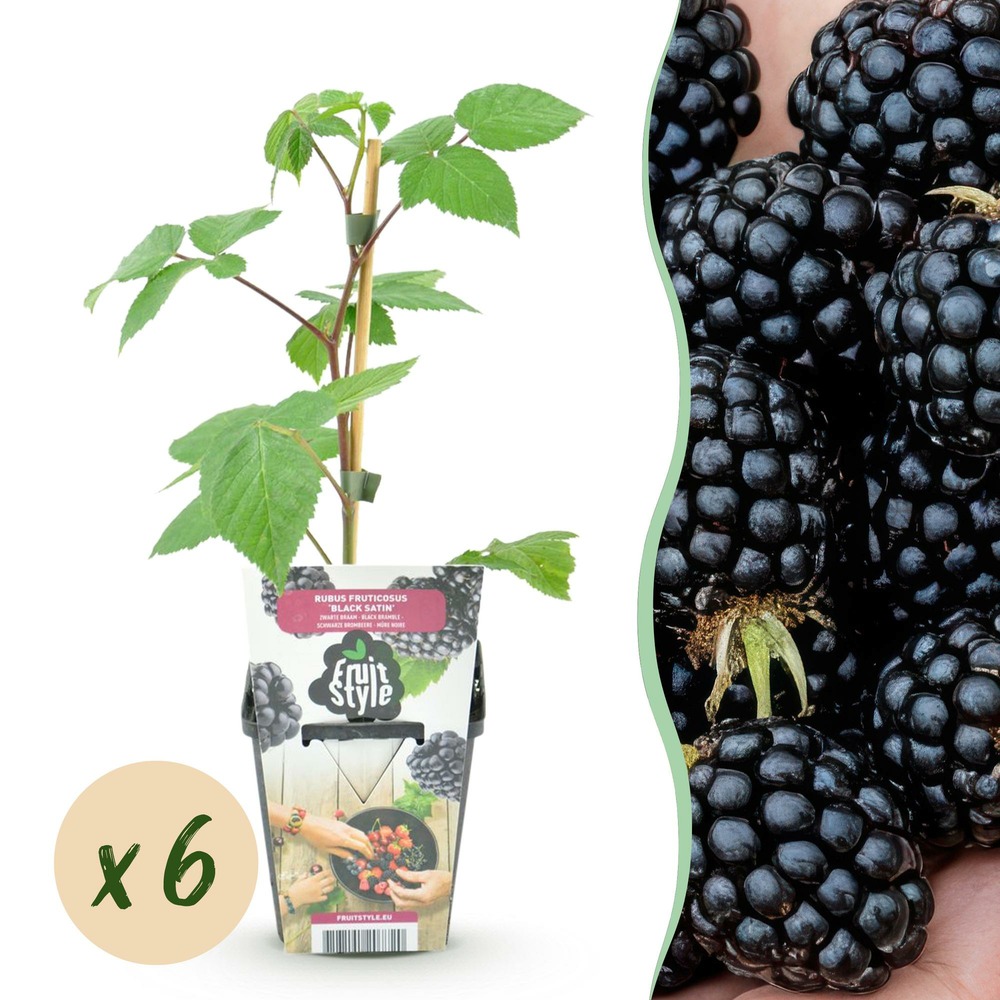 Mûrier rubus black satin – lot de 6 – pot 9 cm