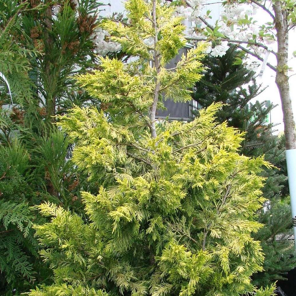 Cyprès de leyland 'gold rider' pot de 6l/7l