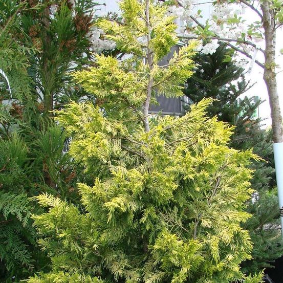 Cyprès de leyland 'gold rider' pot de 6l/7l