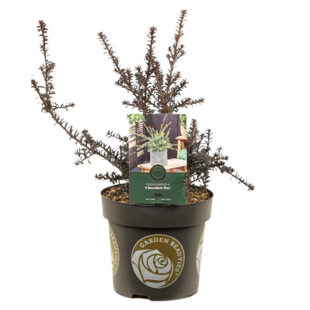 Podocarpe - podocarpus chocolate box 20/30cm pot 2,5l